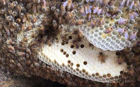 水口位 家中蜜蜂築巢